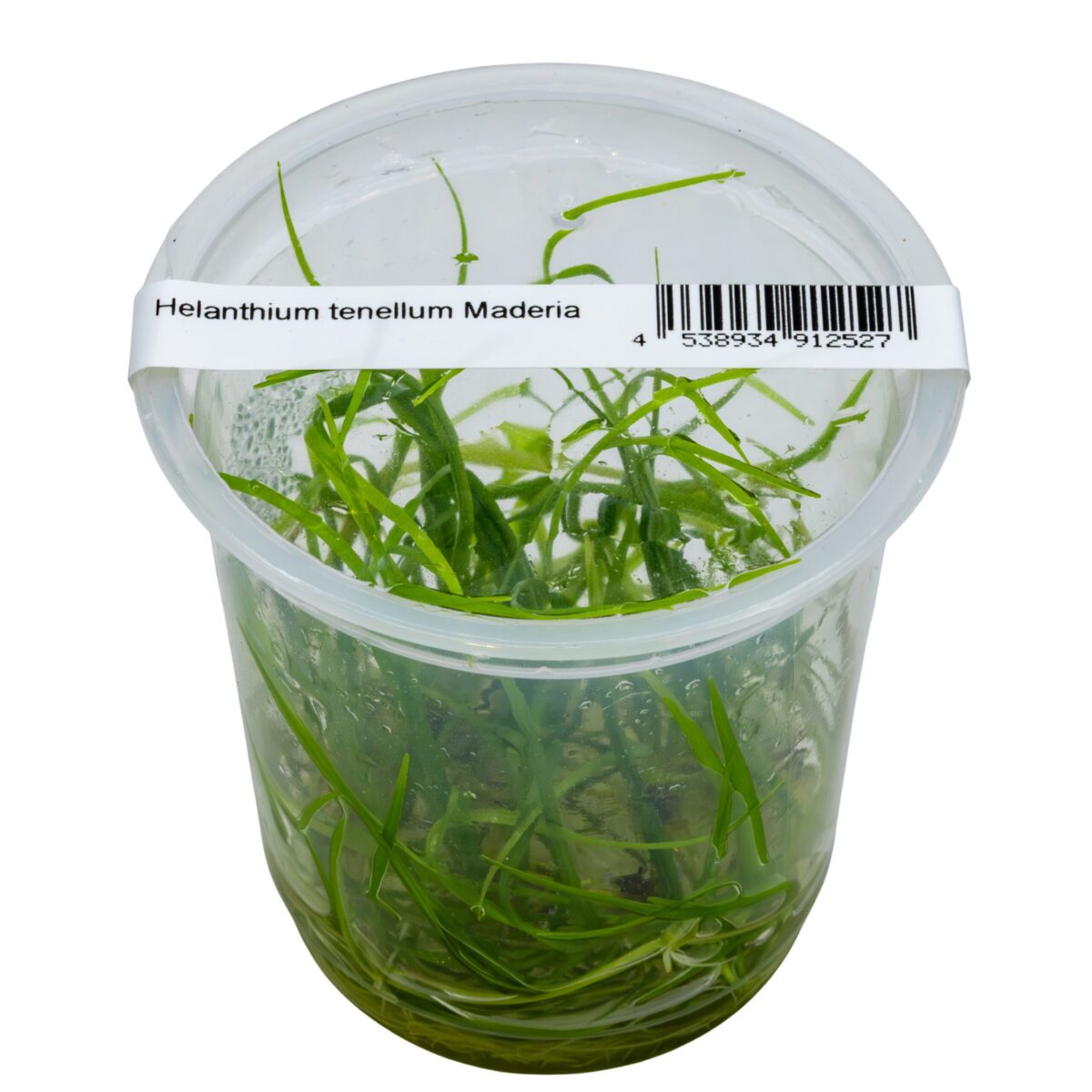 Helanthium tenellum 'Madeira' – Bild 1