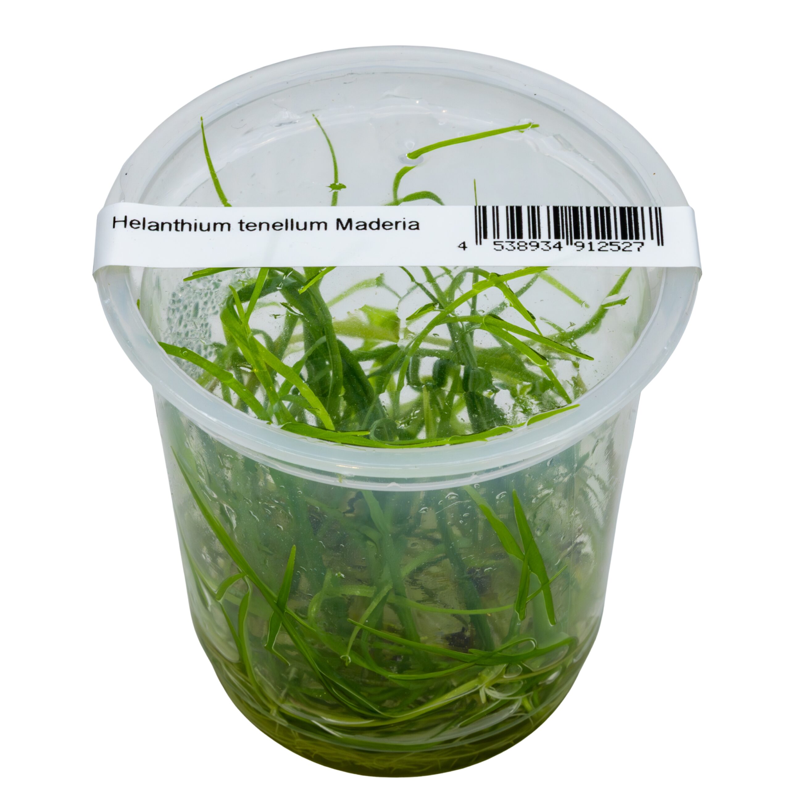 HelanthiumTenellumMaderia Helanthium tenellum 'Madeira' – Bild 1