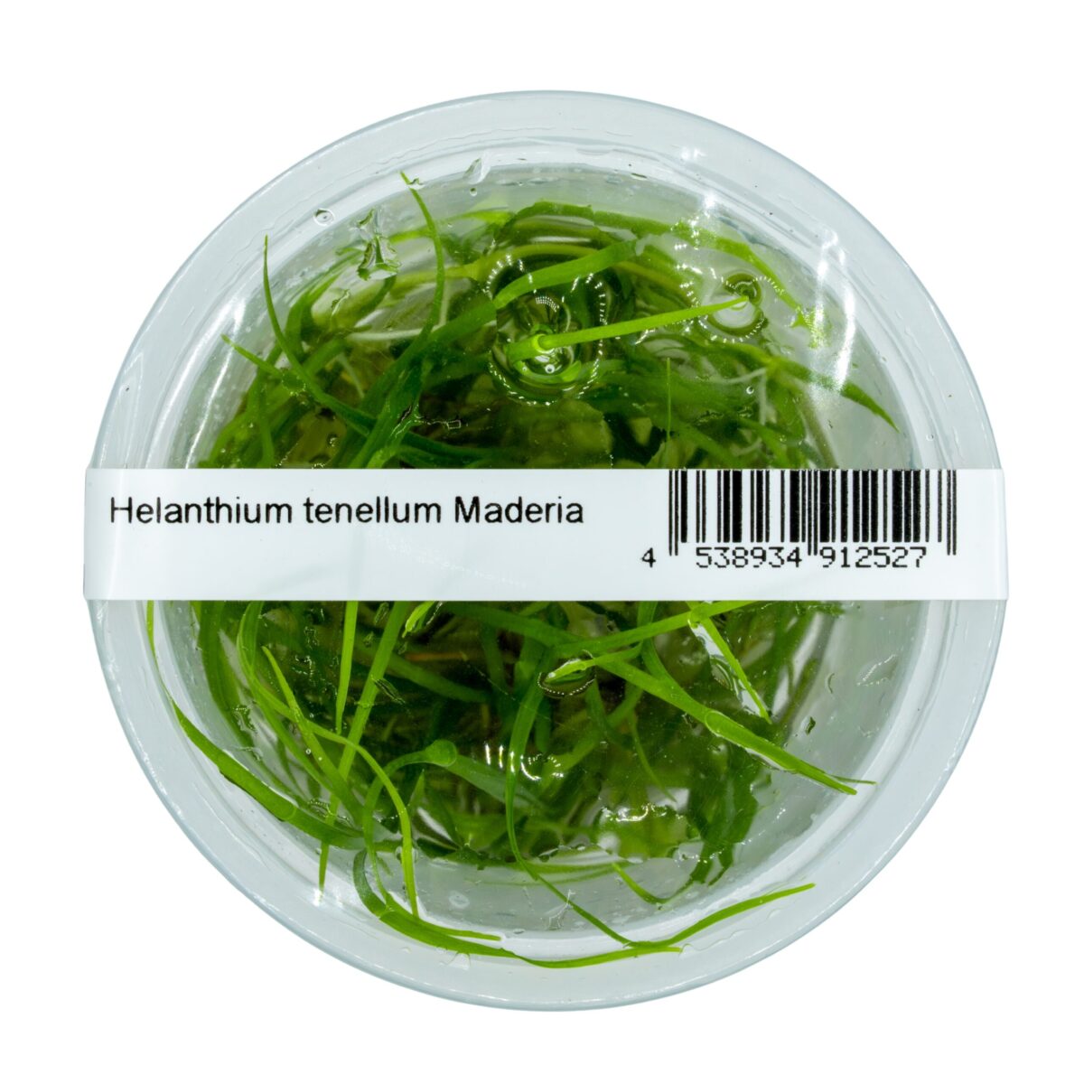 Helanthium tenellum 'Madeira' – Bild 2