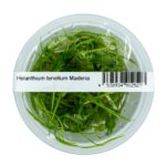 Helanthium tenellum 'Madeira' – Bild 2