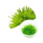 Riccia fluitans