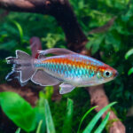 Phenacogrammus interruptus / Blauer kongosalmler