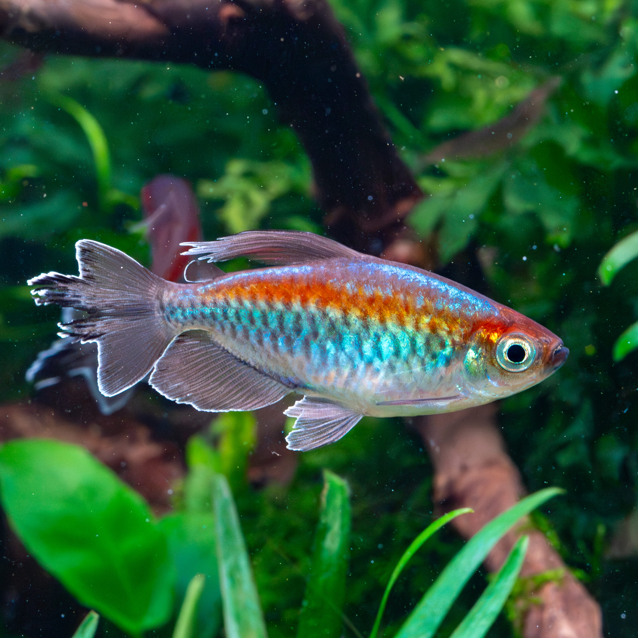 BlauerKongosalm Phenacogrammus interruptus / Blauer kongosalmler – Bild 1