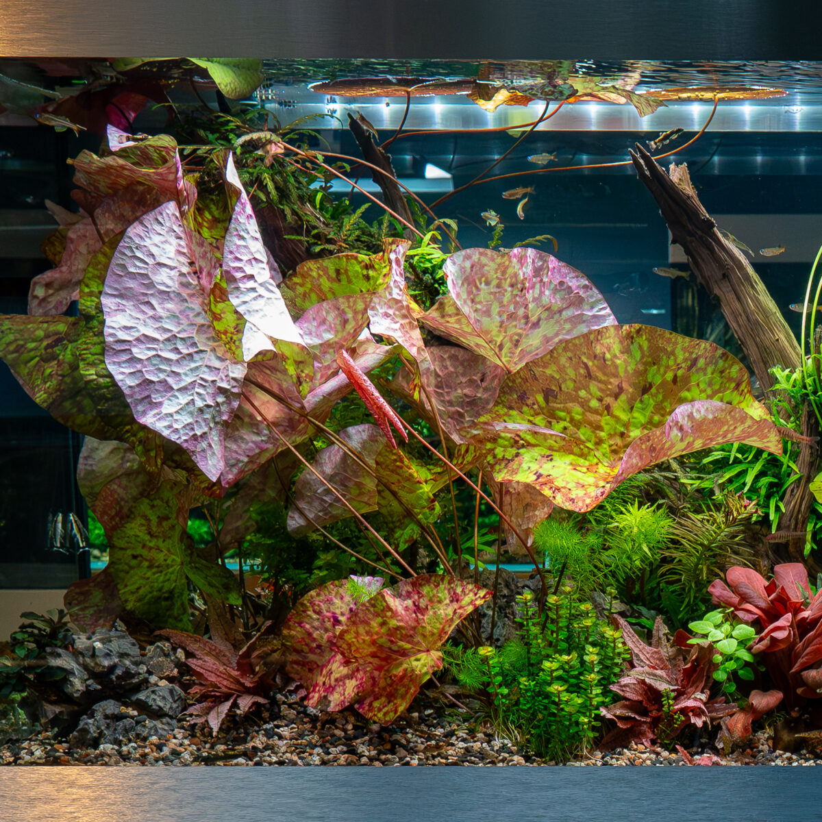 Nymphaea micrantha – Bild 3