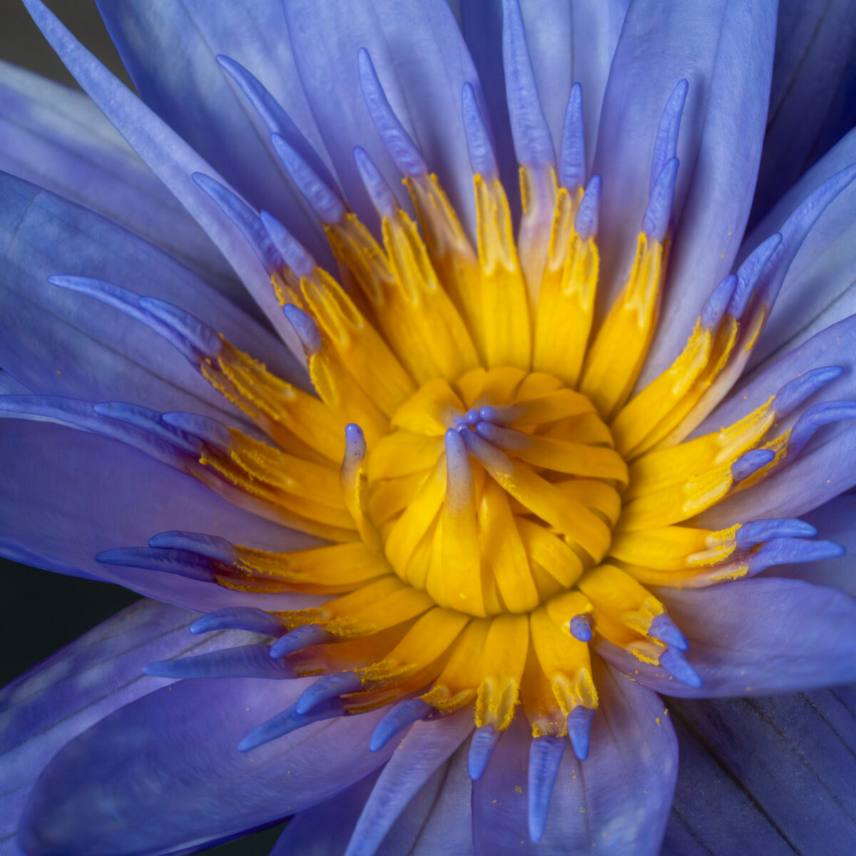 Nymphaea micrantha – Bild 5