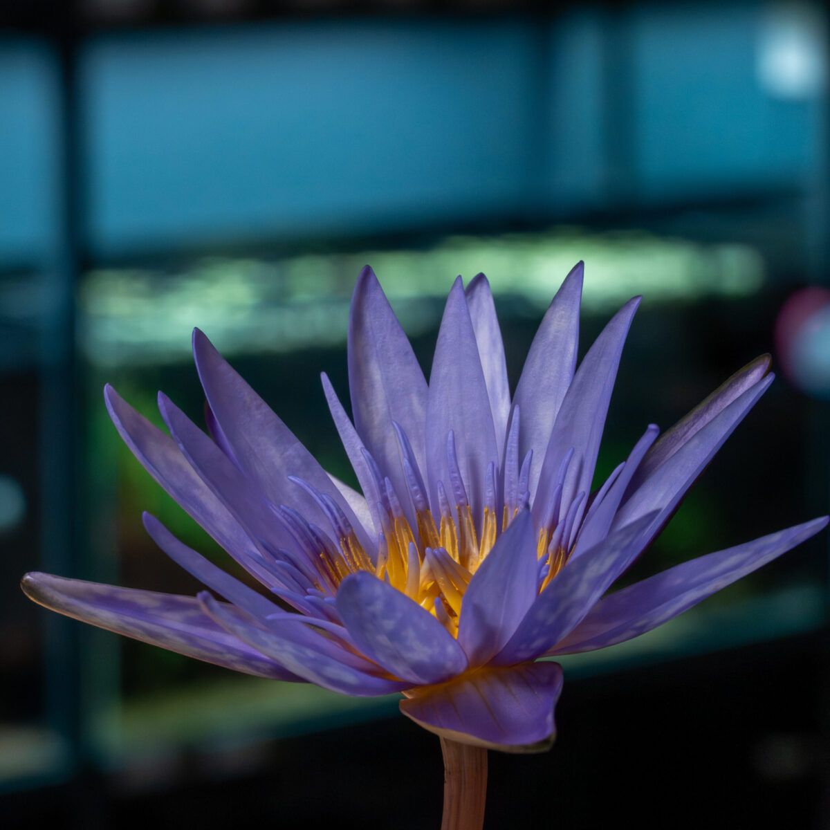 Nymphaea micrantha – Bild 4