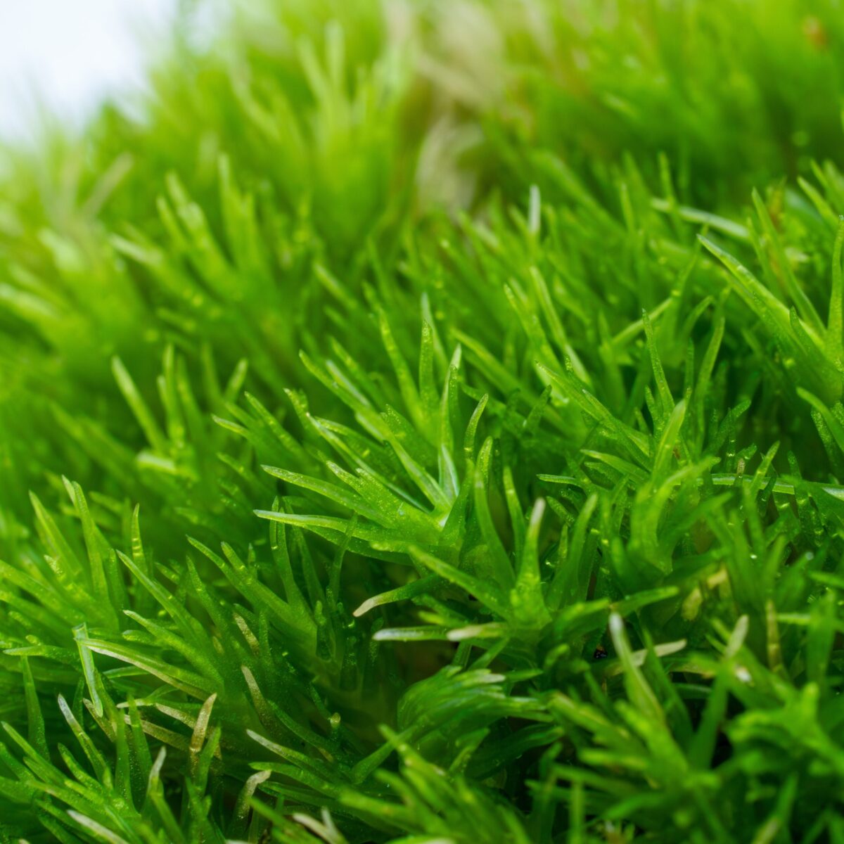 Leucobryum sp. / Weißmoos – Bild 2