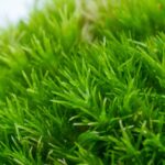 Leucobryum sp. / Weißmoos – Bild 2