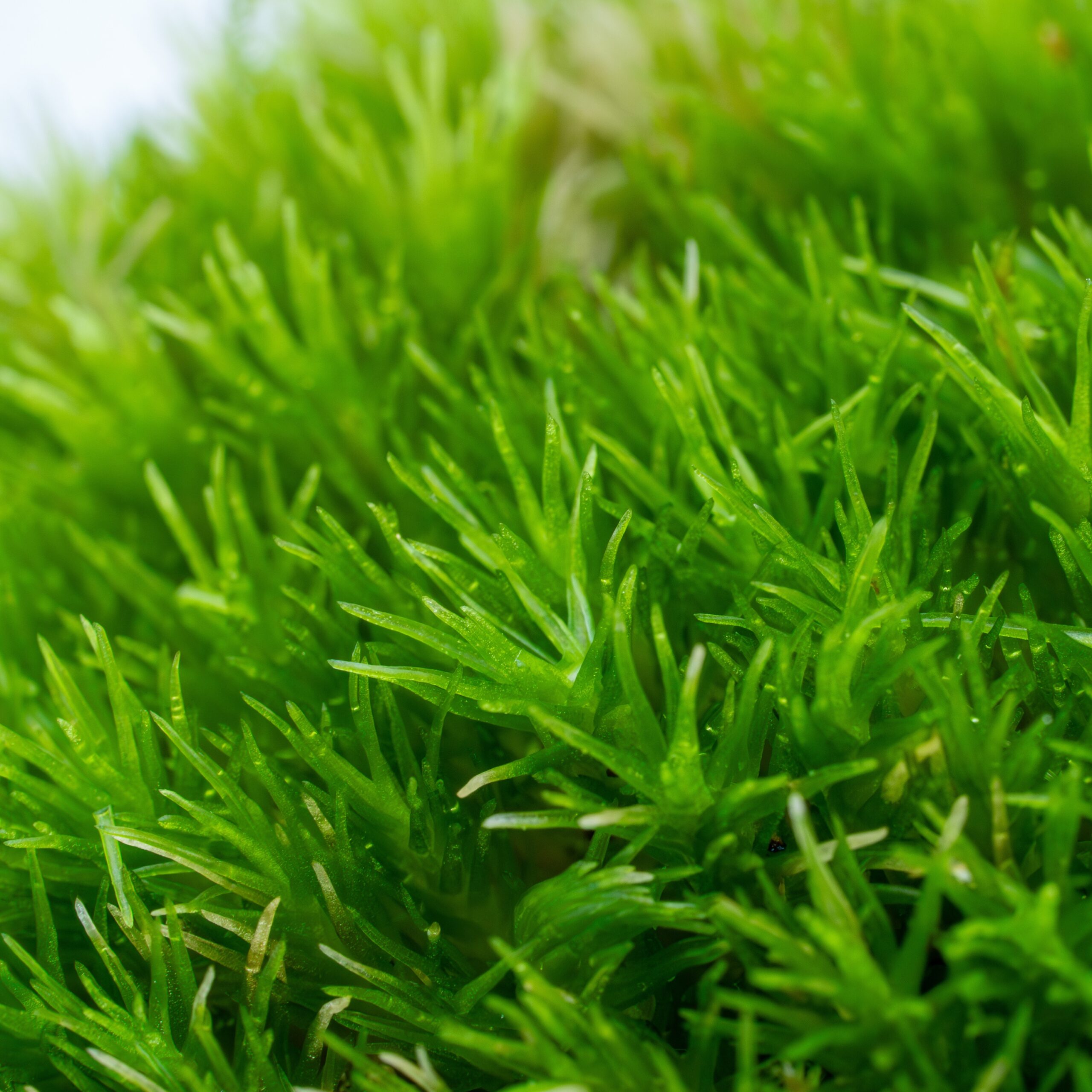 Leucobryum_glaucum Leucobryum sp. / Weißmoos – Bild 2