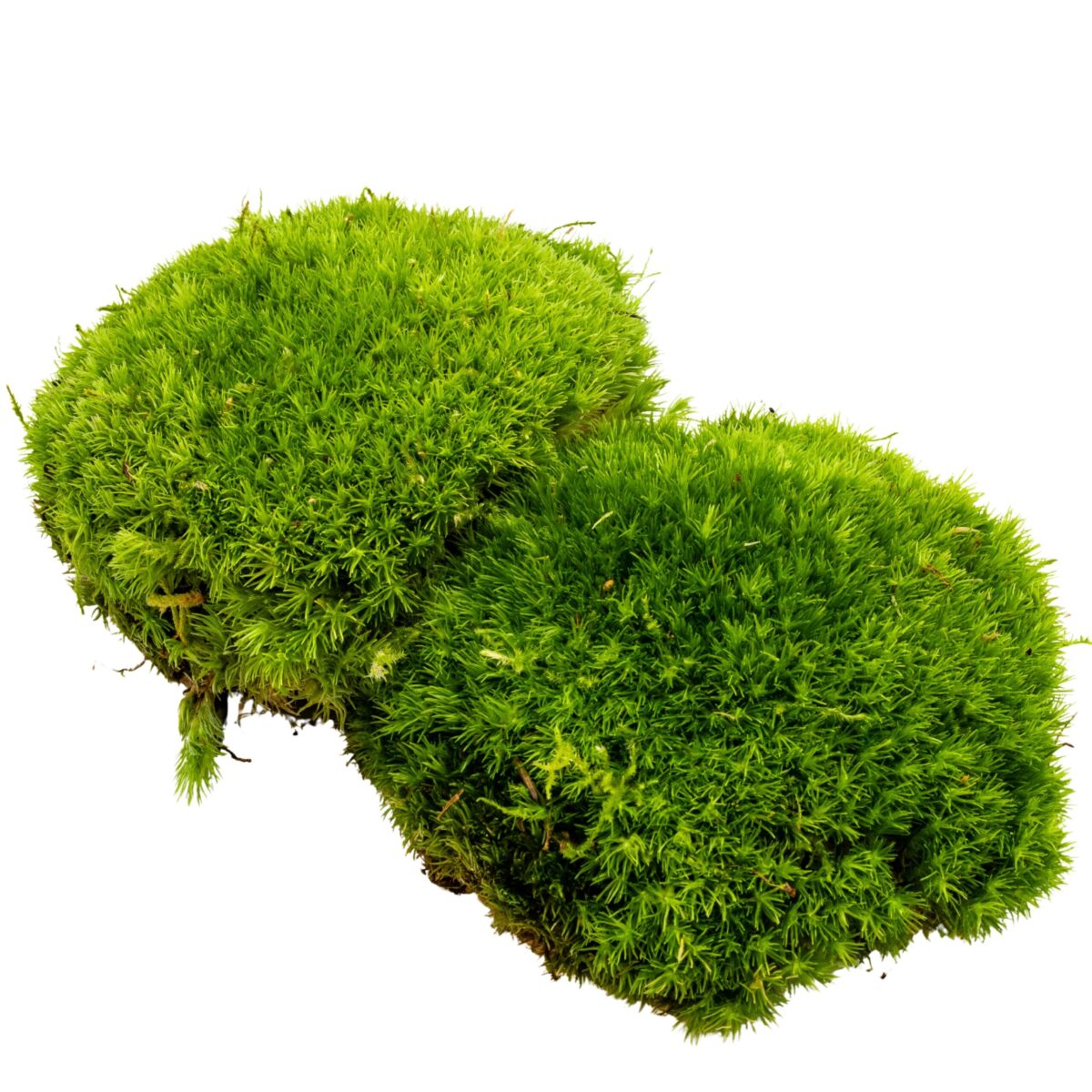 Leucobryum sp. / Weißmoos – Bild 1