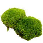 Leucobryum sp. / Weißmoos