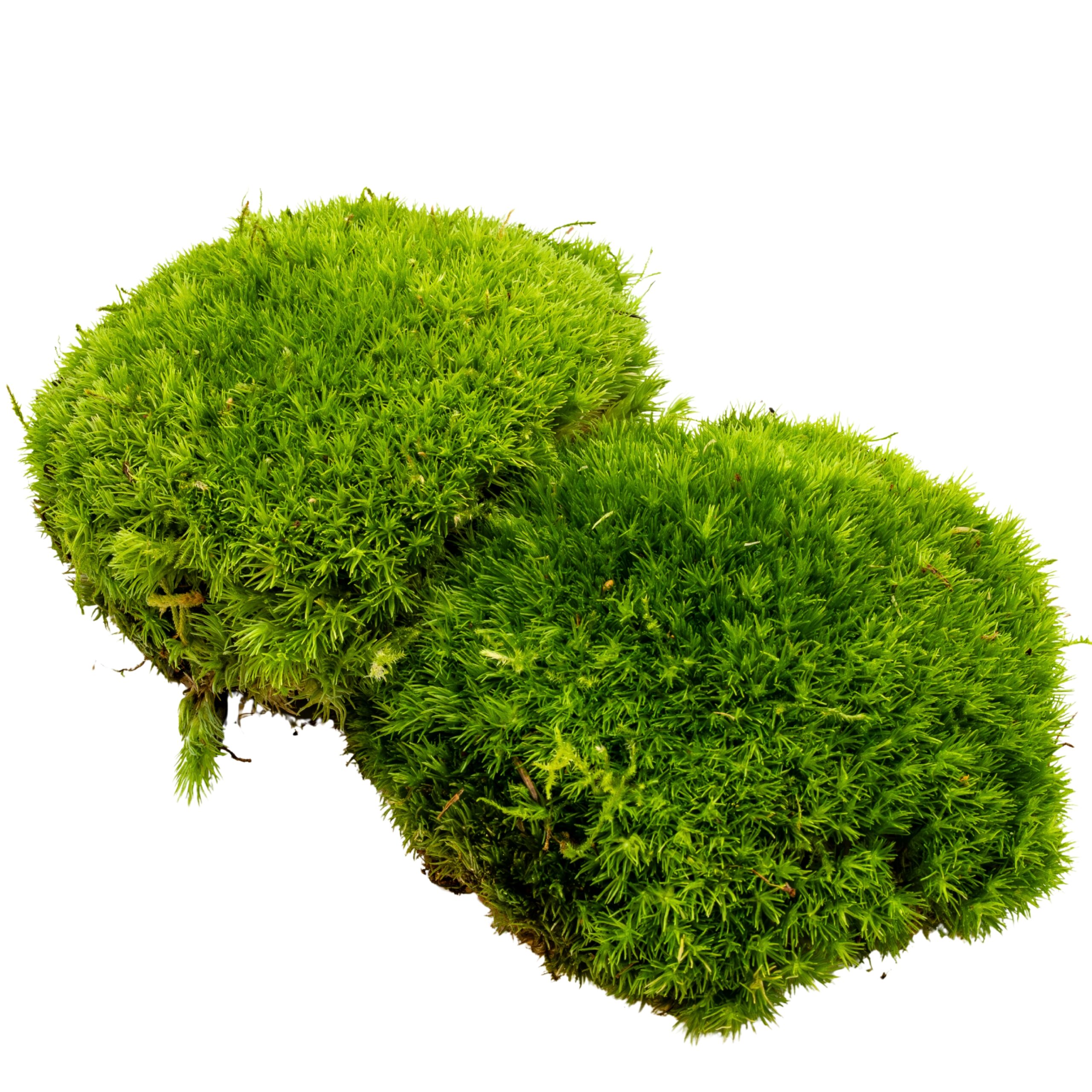 Leucobryum_glaucum_ Leucobryum sp. / Weißmoos – Bild 1