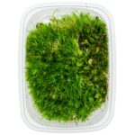 Leucobryum sp. / Weißmoos – Bild 3
