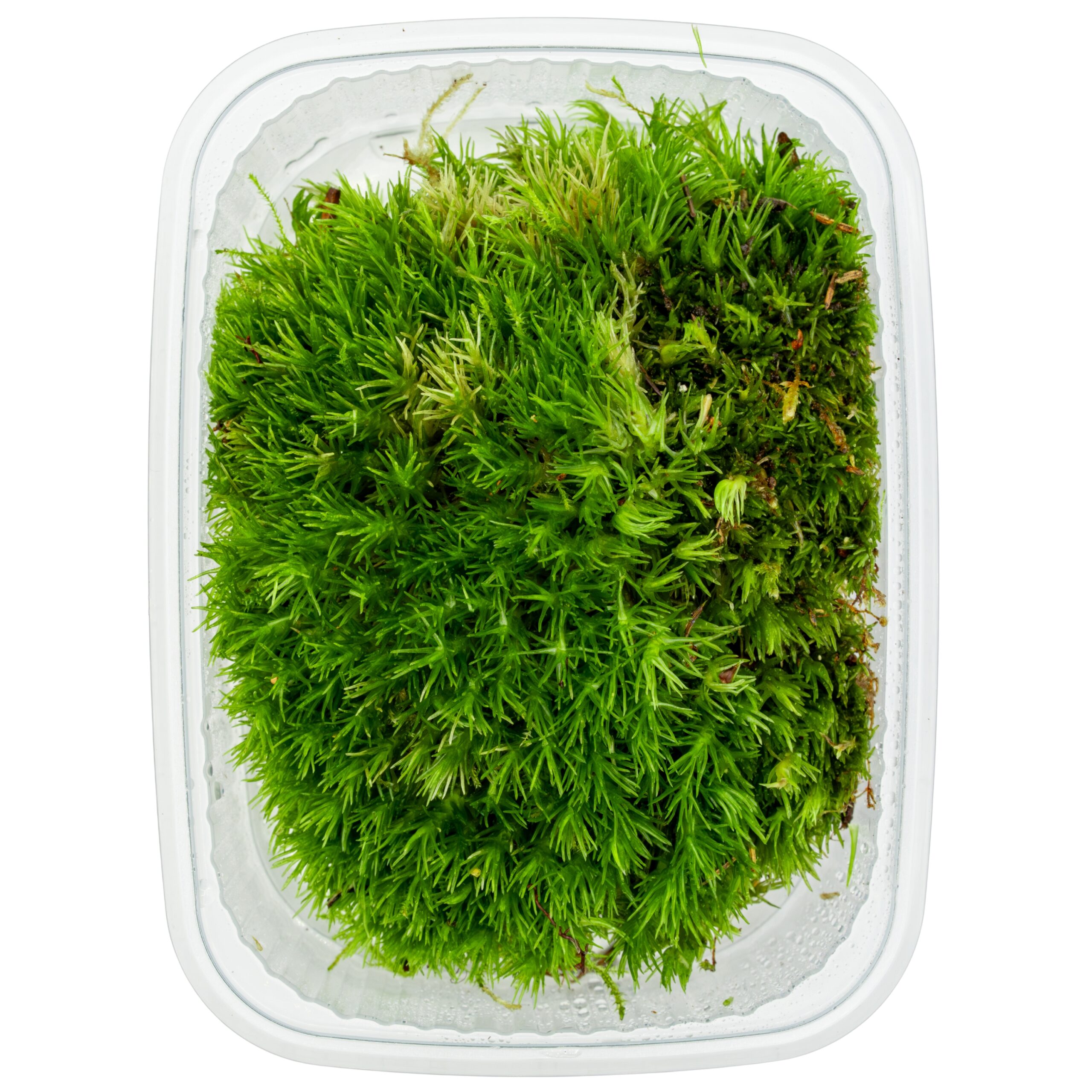 Leucobryum_glaucum_Portion Leucobryum sp. / Weißmoos – Bild 3