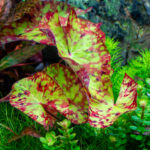 Nymphaea micrantha – Bild 2