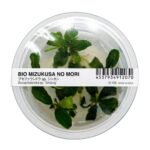 Bucephalandra pygmaea "Sintang" – Bild 2