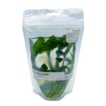 Echinodorus opacus "Iguazu 2009"