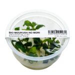 Bucephalandra pygmaea "Sintang"