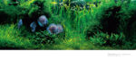 ADA Takashi Amano L Photography – Bild 2