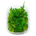 Selaginella sp.