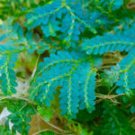 Selaginella sp. – Bild 3