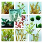 TWoG - World of Green Bundle - 11 Bilder