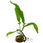 Bolbitis sp. "Dragontail"