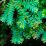 Selaginella sp. – Bild 2