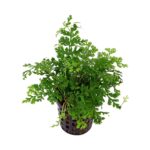 Bolbitis heteroclita "difformis"