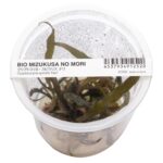 Cryptocoryne spiralis 'Nari'