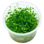 Hydrocotyle tripartita 'Mini'