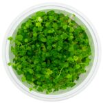 Hydrocotyle tripartita 'Mini' – Bild 2
