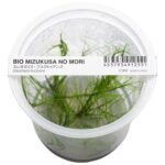 Eleocharis fluctuans