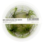 Eleocharis fluctuans – Bild 2