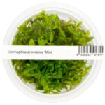 Limnophila aromatica "Mini" – Bild 2