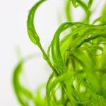 Najas guadalupensis 'Guppy Grass' – Bild 2