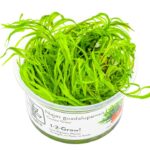 Najas guadalupensis 'Guppy Grass'