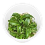 Philodendron sp. "Mini Midget"