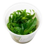 Philodendron sp. "Mini Midget" – Bild 2