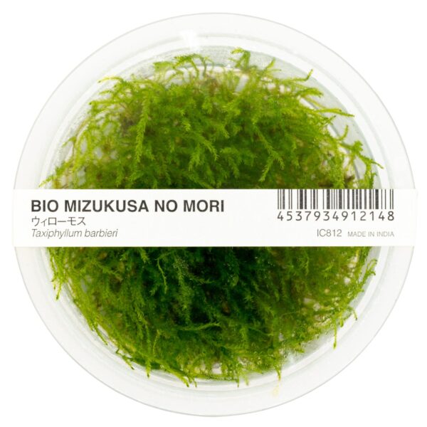 Taxiphyllum barbieri "Bogormoss" "Javamoos"