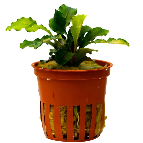 Bucephalandra sp. "Wavy Green"