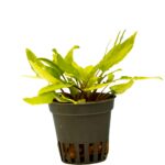 Cryptocoryne affinis "Dark Orange"