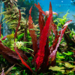 Barclaya longifolia – Bild 2