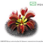 Dionaea muscipula Ring