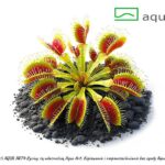 Dionaea muscipula 'Rot Grün'