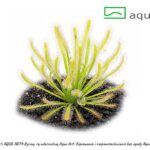Drosera capensis 'albino'