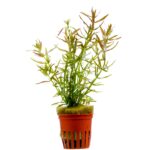 Limnophila aromatica "Mini"