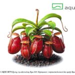 Nepenthes Ampullaria "Rot"