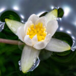 Nymphaea pygmaea alba – Bild 3