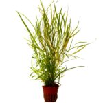 Pogostemon quadrifolius